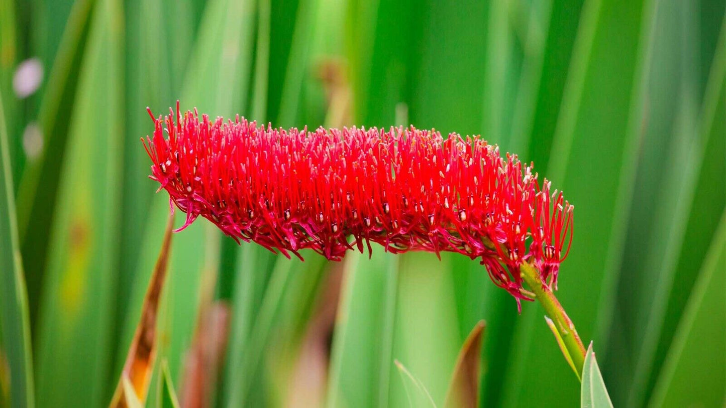 Poor Knights Lily  (Xeronema Callistemon) | 50+ seeds | Rare New Zealand plant