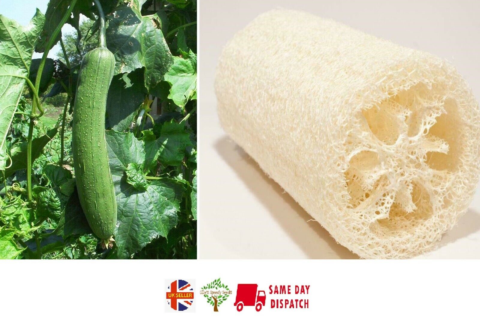Luffa Sponge Gourd | 20 fresh seeds | Loofah | Grow your own sponges ...