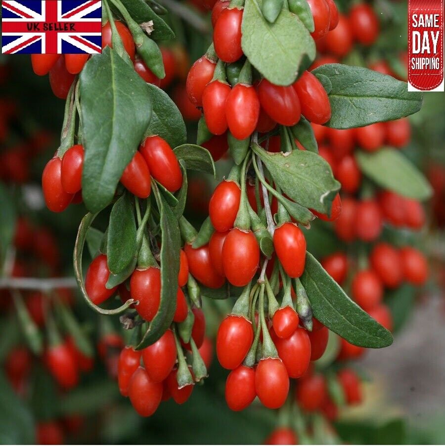 Goji Berry | 25+seeds | Wolfberry 枸杞 | UK Hardy – speedyseeds