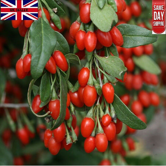 Goji Berry | 25+seeds | Wolfberry 枸杞 | UK Hardy