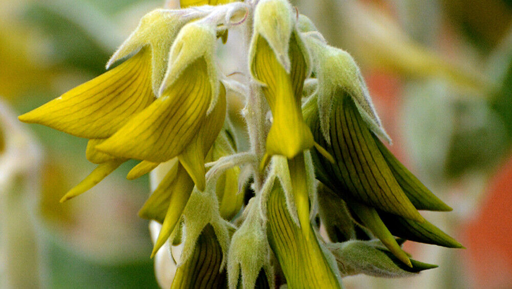 Green Birdflower (Crotalaria Cunninghamii) | 5+ seeds