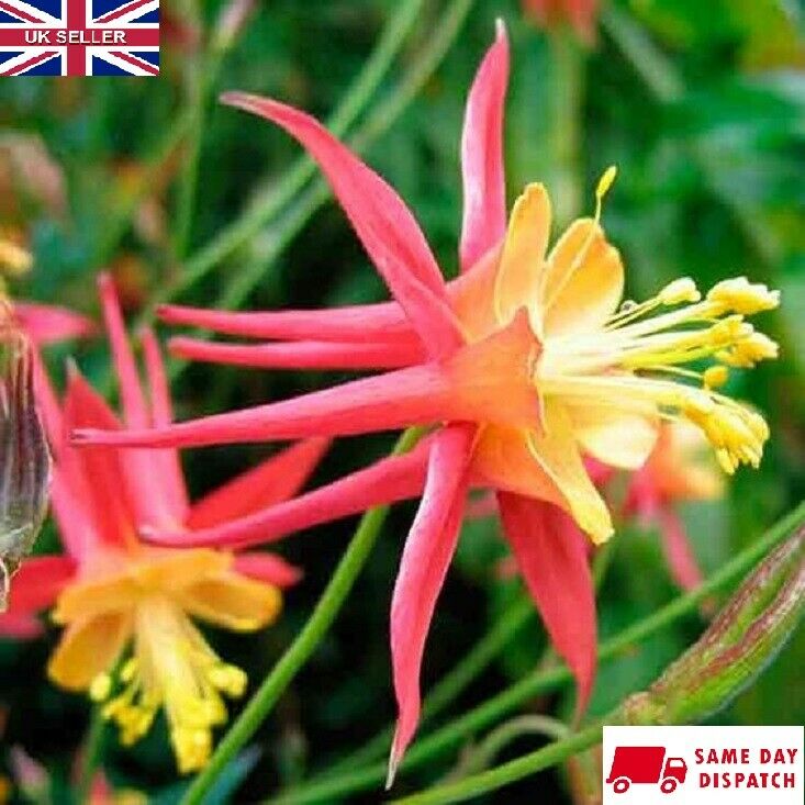 Aquilegia Skinnerii "Tequila Sunrise" | 15+ seeds