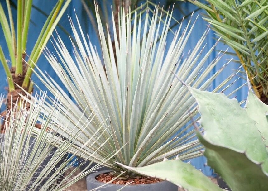 Blue Yucca | Yucca Rigida | 20+ seeds | Stunning & Hardy