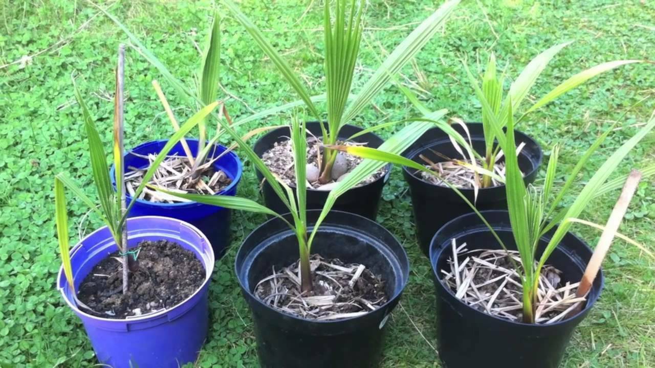 Washingtonia Robusta | Mexican Fan Palm Tree | 15 seeds | Same Day Dispatch