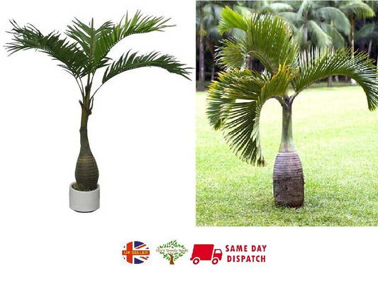 Bottle Palm (Hyophorbe Lagenicaulis) | 5 fresh seeds