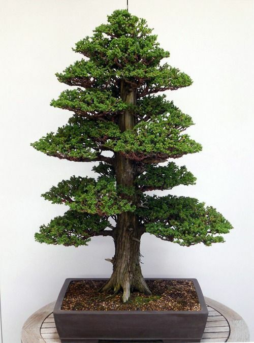 Japanese Cedar (Cryptomeria Japonica) | 30+ seeds | Garden | Bonsai