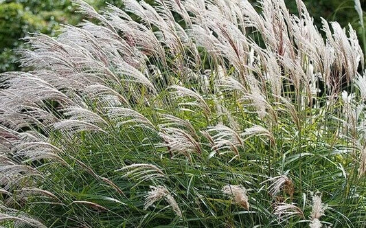 Chinese Silver Grass (Miscanthus Sinensis) | 30+ seeds | Same Day Dispatch