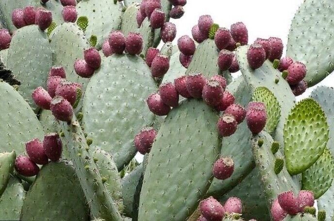 Opuntia Streptacantha 'Zacatecas Purple | 10+ seeds | Giant Purple Prickly Pear