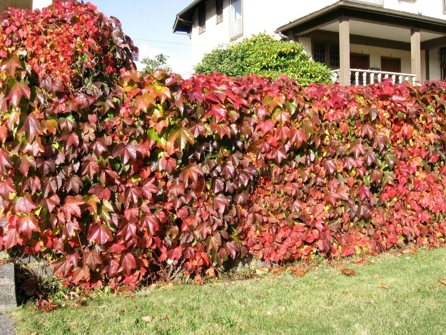 Virginia Creeper | Parthenocissus Quinquefolia | 25+ seeds