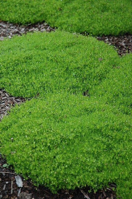 Irish Peat Moss | Sagina Subulata | 200+ Seeds | Pearlwort