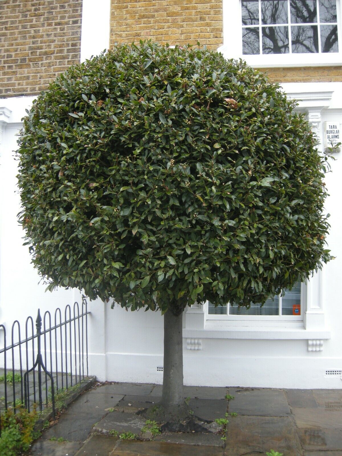 Bay Tree | 10 fresh seeds | Laurus Nobilis | Herb | Easy | Same Day Dispatch