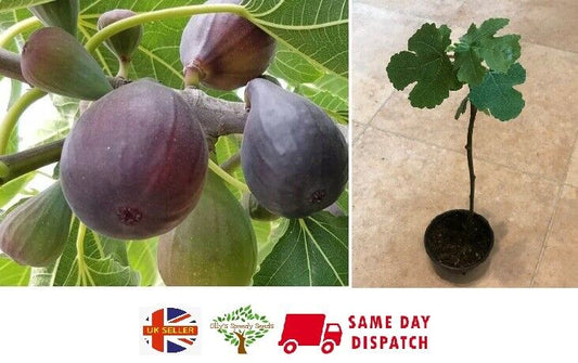 Fig "Brown Turkey" | Hardy Fruit Tree in a 9cm pot | Ficus | Same Day Dispatch