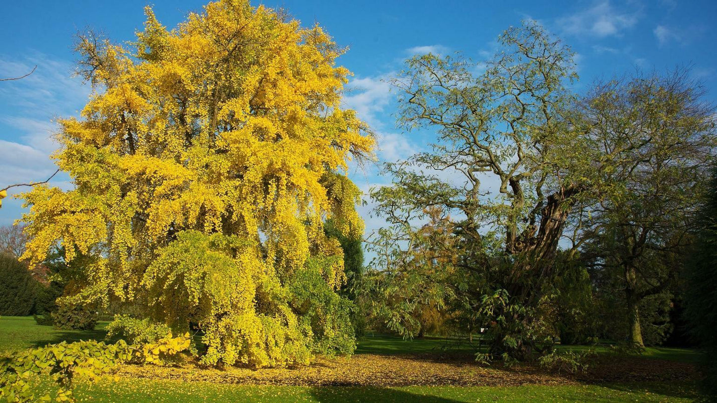 Maidenhair Tree | Ginkgo Biloba | 5 seeds | Hardy & Easy