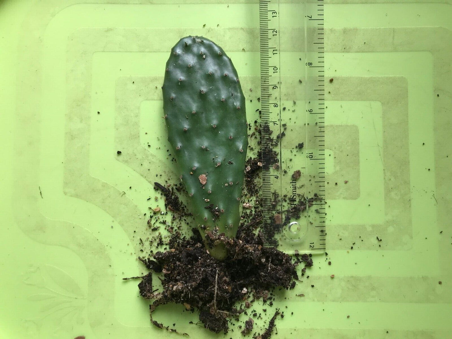 Prickly Pear (Opuntia) | Well Rooted Pad | Easy Houseplant | Same Day Dispatch