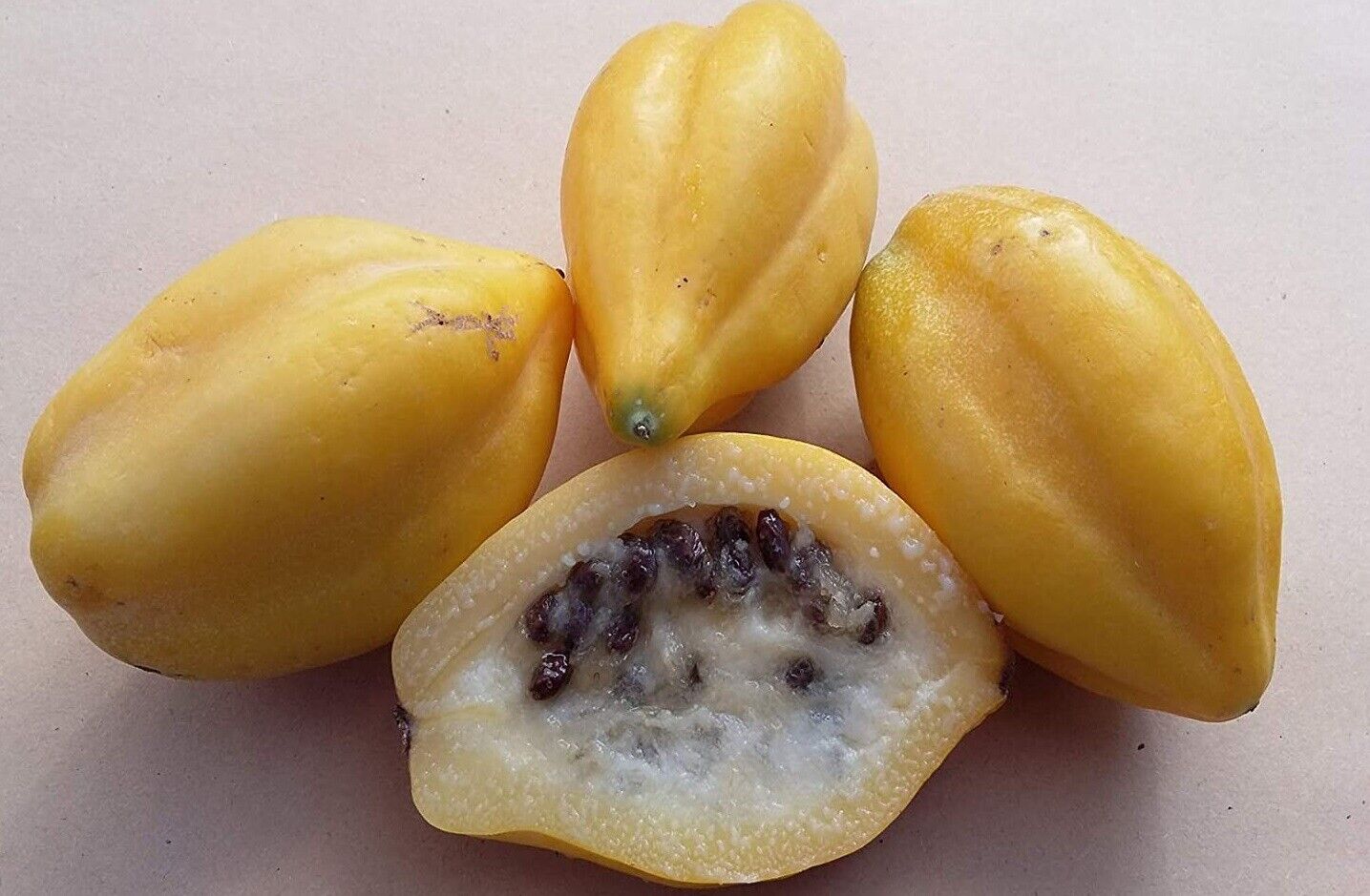 Mountain Papaya (Carica Pubescens) | 10+ seeds