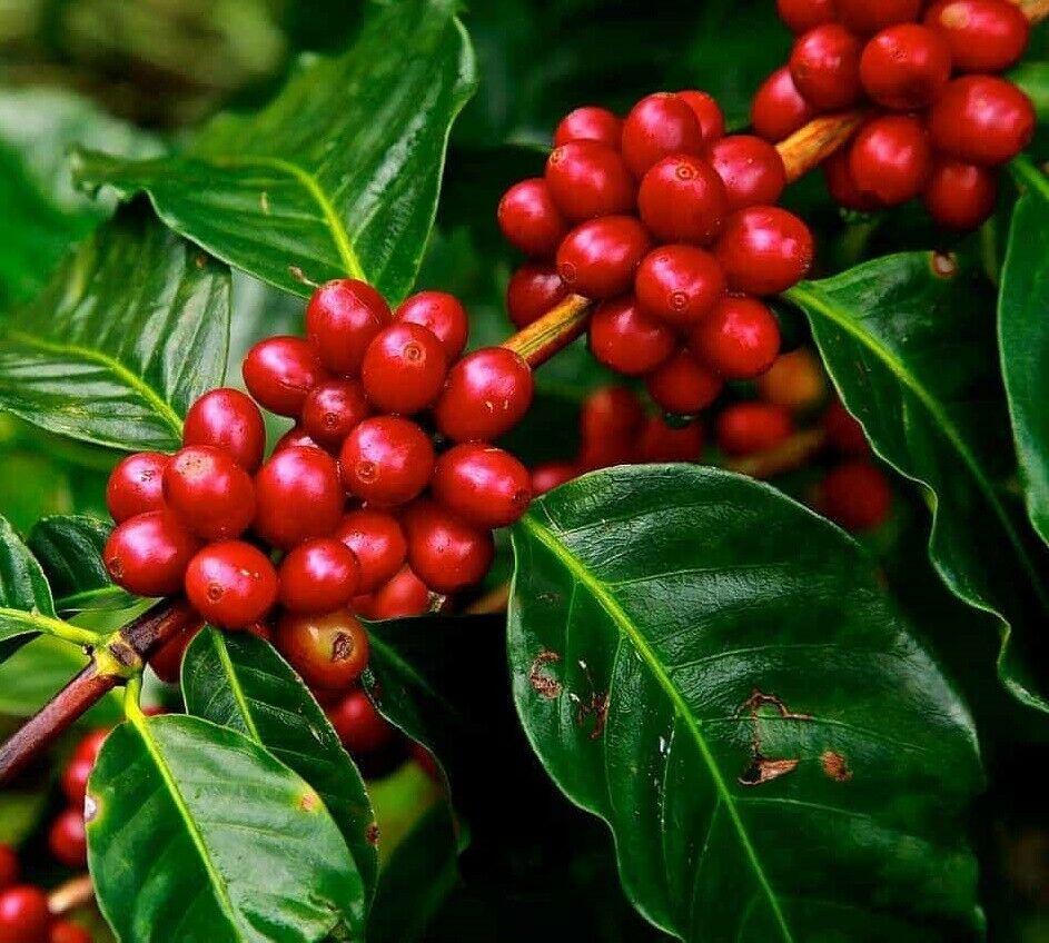 Coffee Plant | 10+ seeds | Dwarf Arabica | House Plant