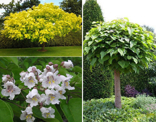 Indian Bean Tree (Catalpa Bignonioides) | 25+ seeds