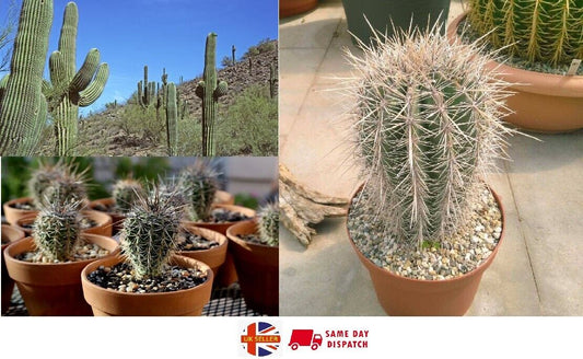 Saguaro Giant Cactus (Carnegiea Gigantea) | 20+ fresh Seeds