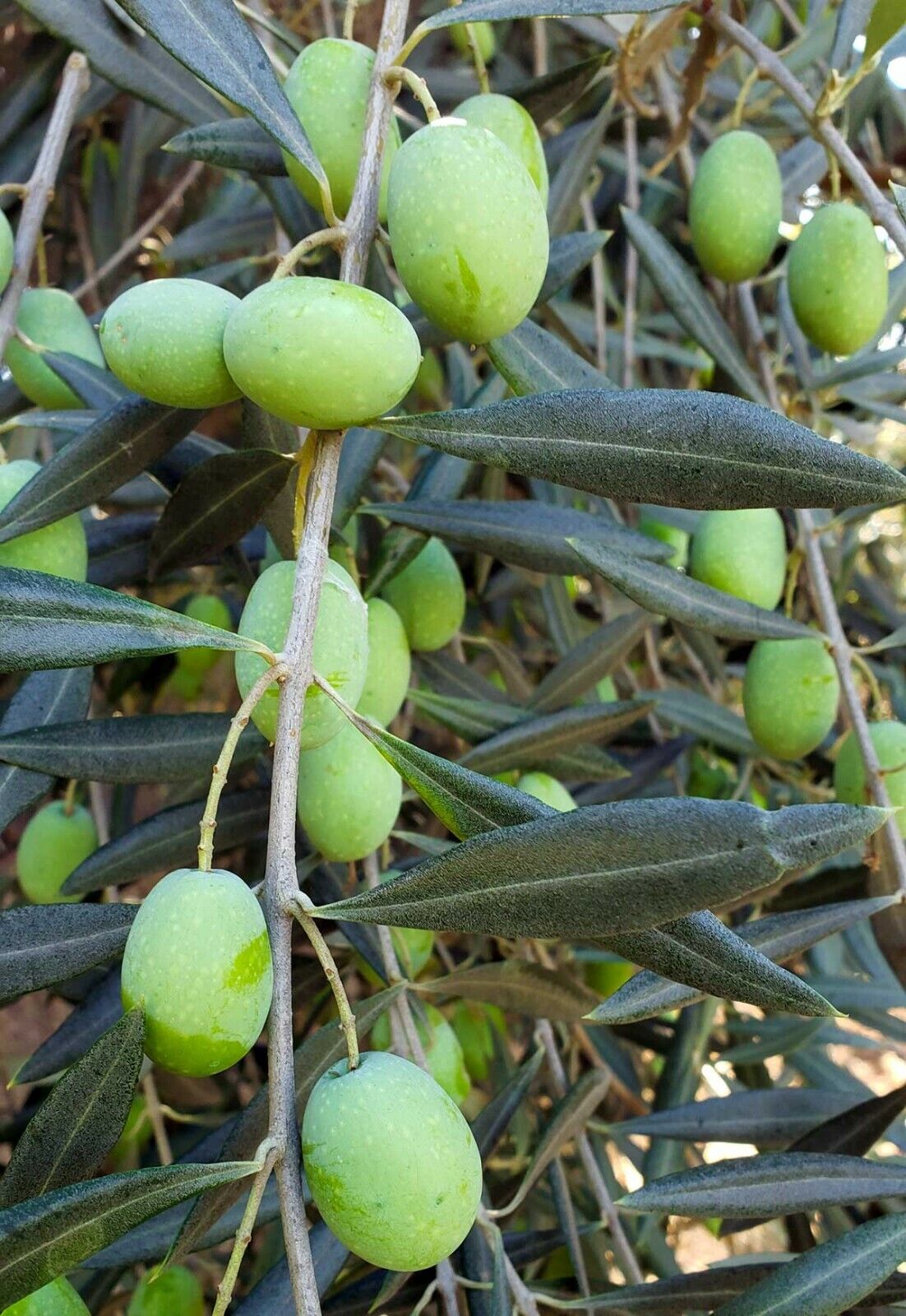 Olea Europaea | Olive Tree | Healthy plant in 9cm pot