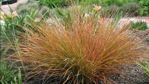 Pheasant Tail Grass | Stipa Arundinacea | 100+ Seeds | Ornamental