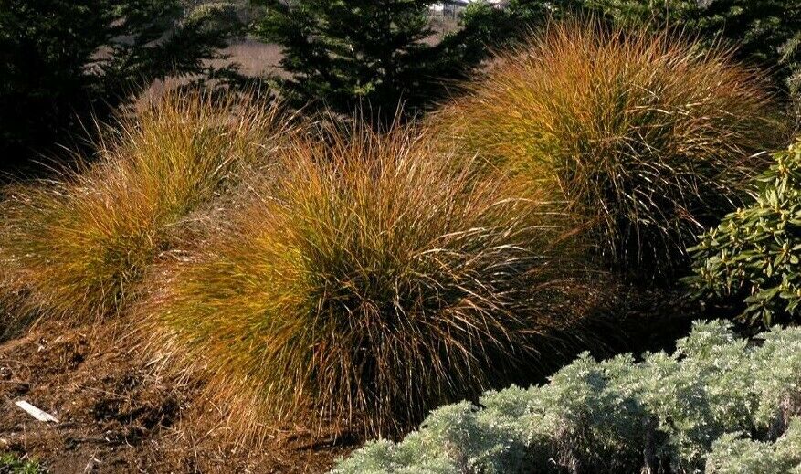 Pheasant Tail Grass | Stipa Arundinacea | 100+ Seeds | Ornamental