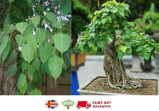 Ficus Religiosa 50 seeds (Sacred Fig Bodhi/Peepal Tree) Bonsai Same Day Dispatch