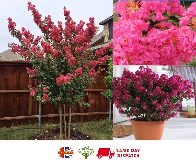 Crape Myrtle (Lagerstroemia) | Fresh Seeds | Fully UK Hardy |