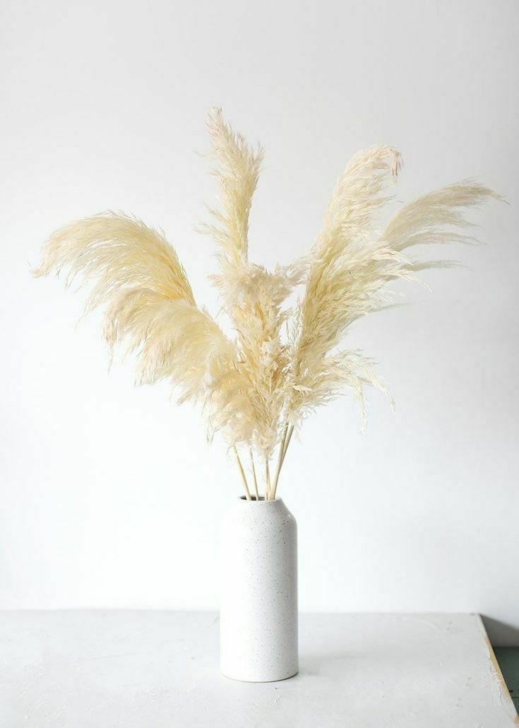 White Pampas Grass (Cortadiera Selloana) | 100+ seeds