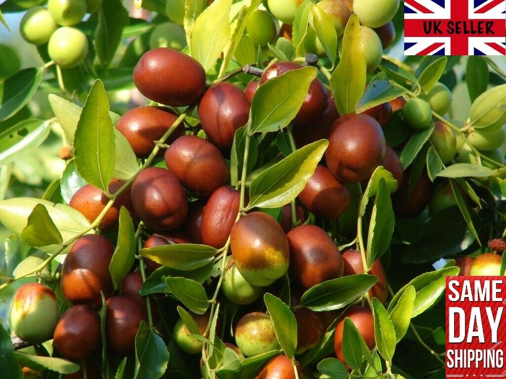 Jujube Red Chinese Date (Ziziphus Jujuba) | 10 fresh seeds | Same Day Dispatch