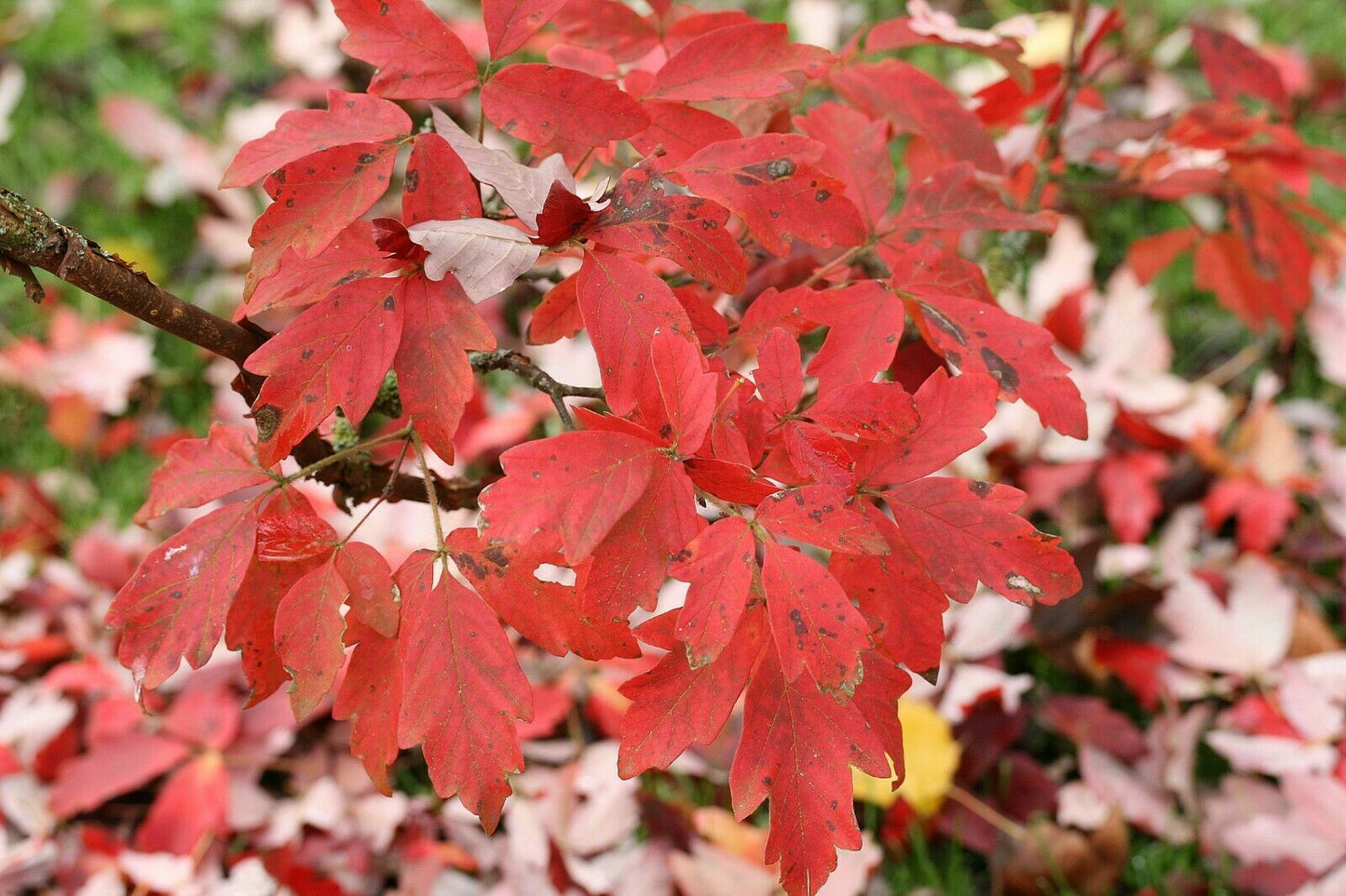 Paper Bark Maple (Acer Griseum) 20+ seeds | Bonsai