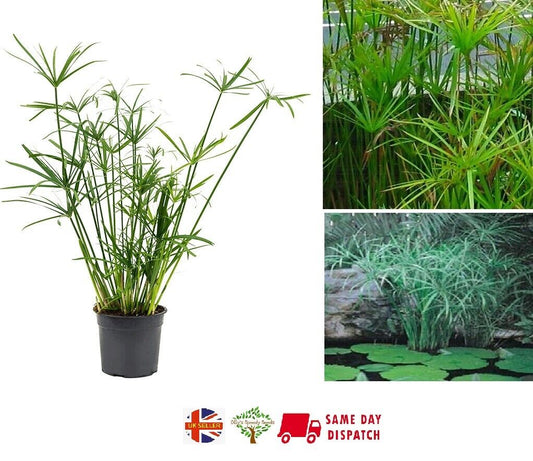 Cyperus (Umbrella Plant) | 20+ seeds | Pond or Houseplant