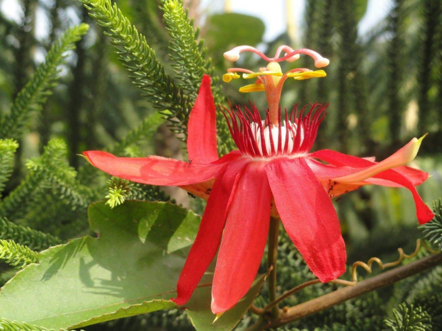 Red Passion Flower (Passiflora Manicata) | 15+ seeds | Rare