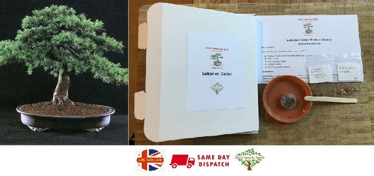 Grow Your Own Bonsai Starter Kit. Lebanon Cedar. Indoor. Gift. Same Day Dispatch