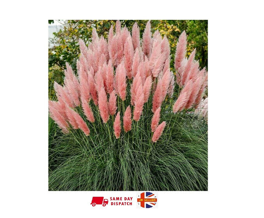 Pink Pampas Grass | Cortadiera Selloana | 100+ seeds