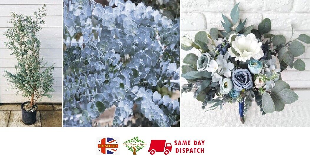 Eucalyptus Gunnii (Cider Gum) | 15 seeds | RARE | Same Day Dispatch