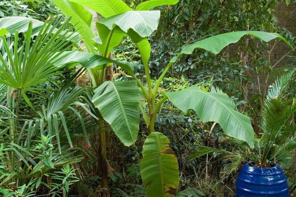 Darjeeling Banana (Musa Sikkimensis) | 10+ seeds