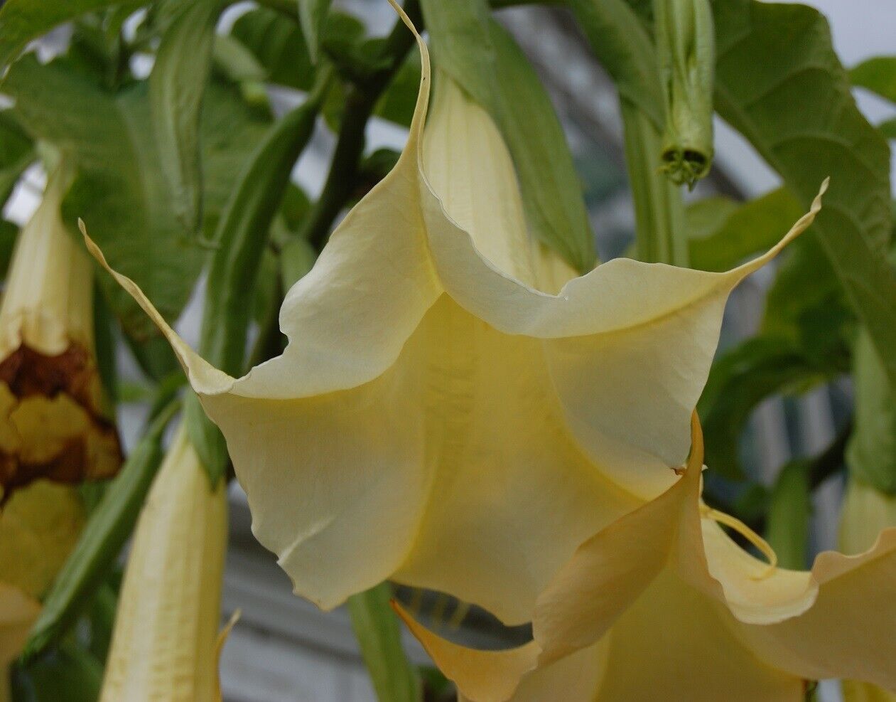 Yellow Angels Trumpet Brugmansia Suaveolens Datura | 10+ seeds