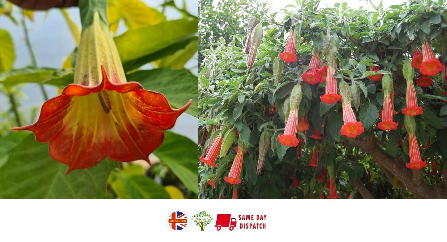 Red Andean Angels Trumpet | Brugmansia Sanguinea | 10+ Seeds