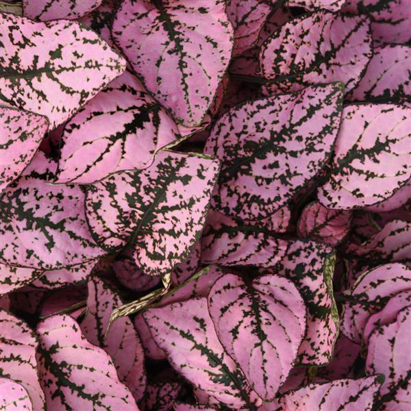 Hypoestes "Pink Splash Polka Dot" | 20 Seeds | House Plant | Same Day Dispatch