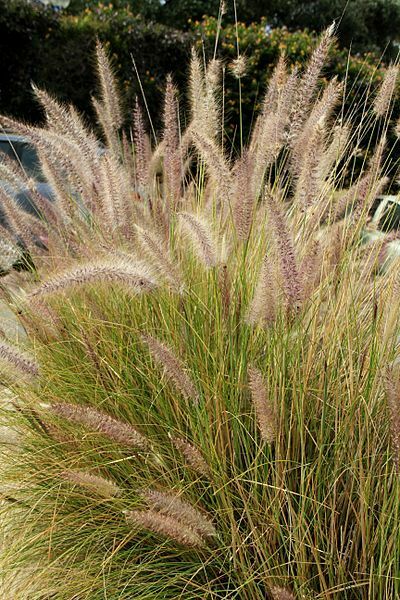 Fountain Grass | Pennicetum Setaceum | Ornamental Grass | 20+ Seeds