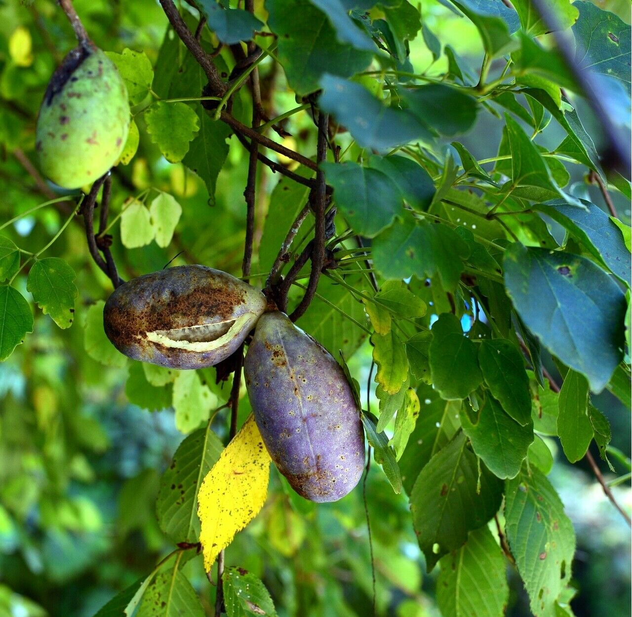 Three Leaf Chocolate Vine [Akebia Trifoliata] 5 seeds