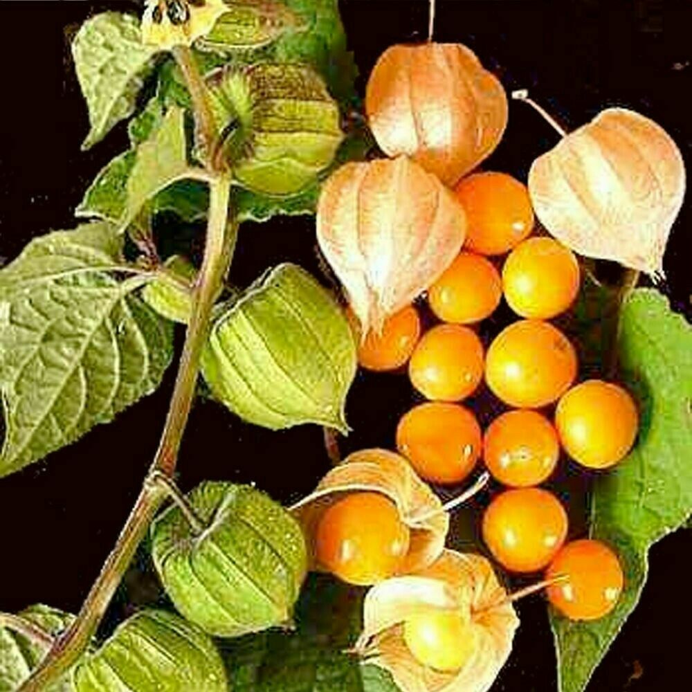 Cape Gooseberry plant in 9cm pot | UK Grown | Very Easy | Same Day Dispatch
