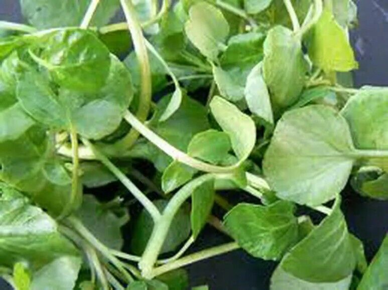 Watercress | Nasturtium Officinale | 2500+ seeds | Salad