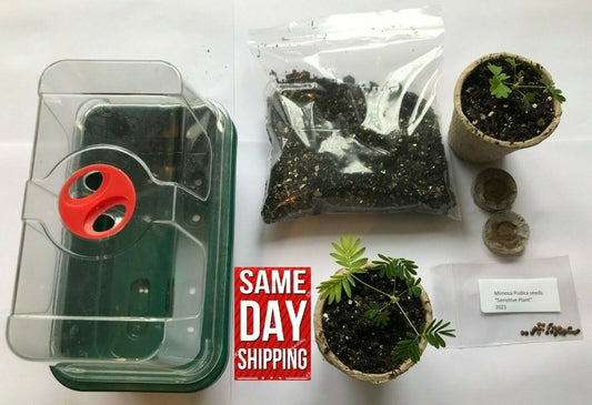 Mimosa Sensitive Plant Kit - Indoor Fun & Educational Gift