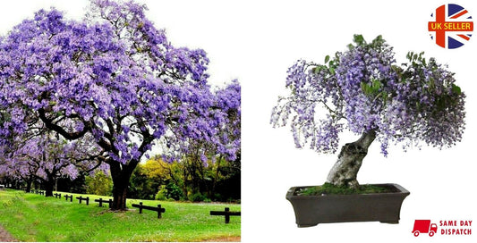 Paulownia Tomentosa (Foxglove/Empress tree) 50+ Seeds | Bonsai | Same Day Dispatch