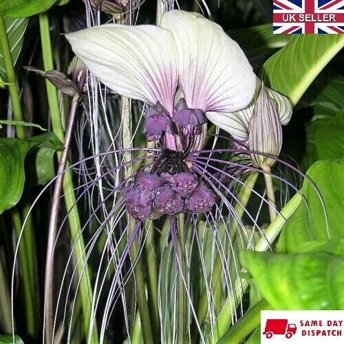 White Bat Flower (Tacca Integrifolia) | 10 fresh seeds | Same Day Dispatch