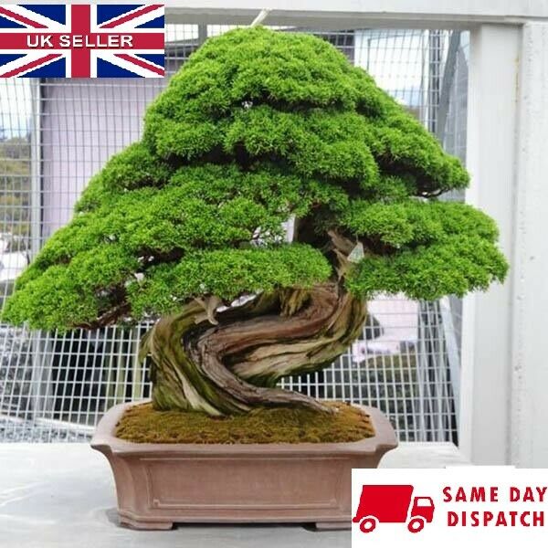 Japanese Cedar (Cryptomeria Japonica) | 30+ seeds | Garden | Bonsai