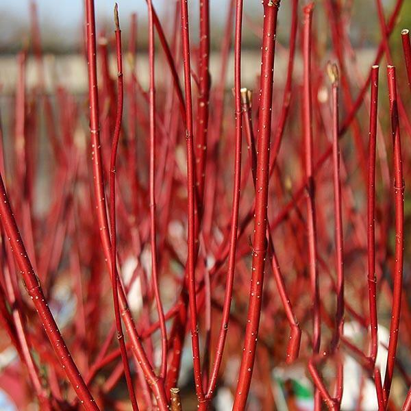 Red Dogwood [Cornus Alba] | 30+ seeds | Fully UK Hardy | Same Day Dispatch
