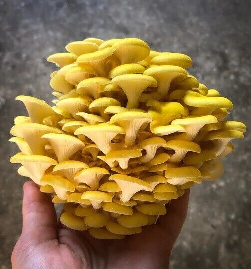 Golden Oyster Mushroom spawn dowels x30 | Yellow | FREE WAX | Same Day Dispatch