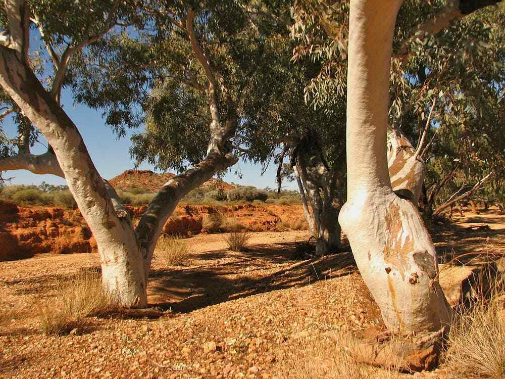 Eucalyptus Camaldulensis | Red River Gum | 50+ Seeds | UK Hardy